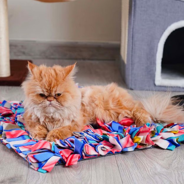 Pets Supplies Accessories Buy One Get One Free Pan Home UAE